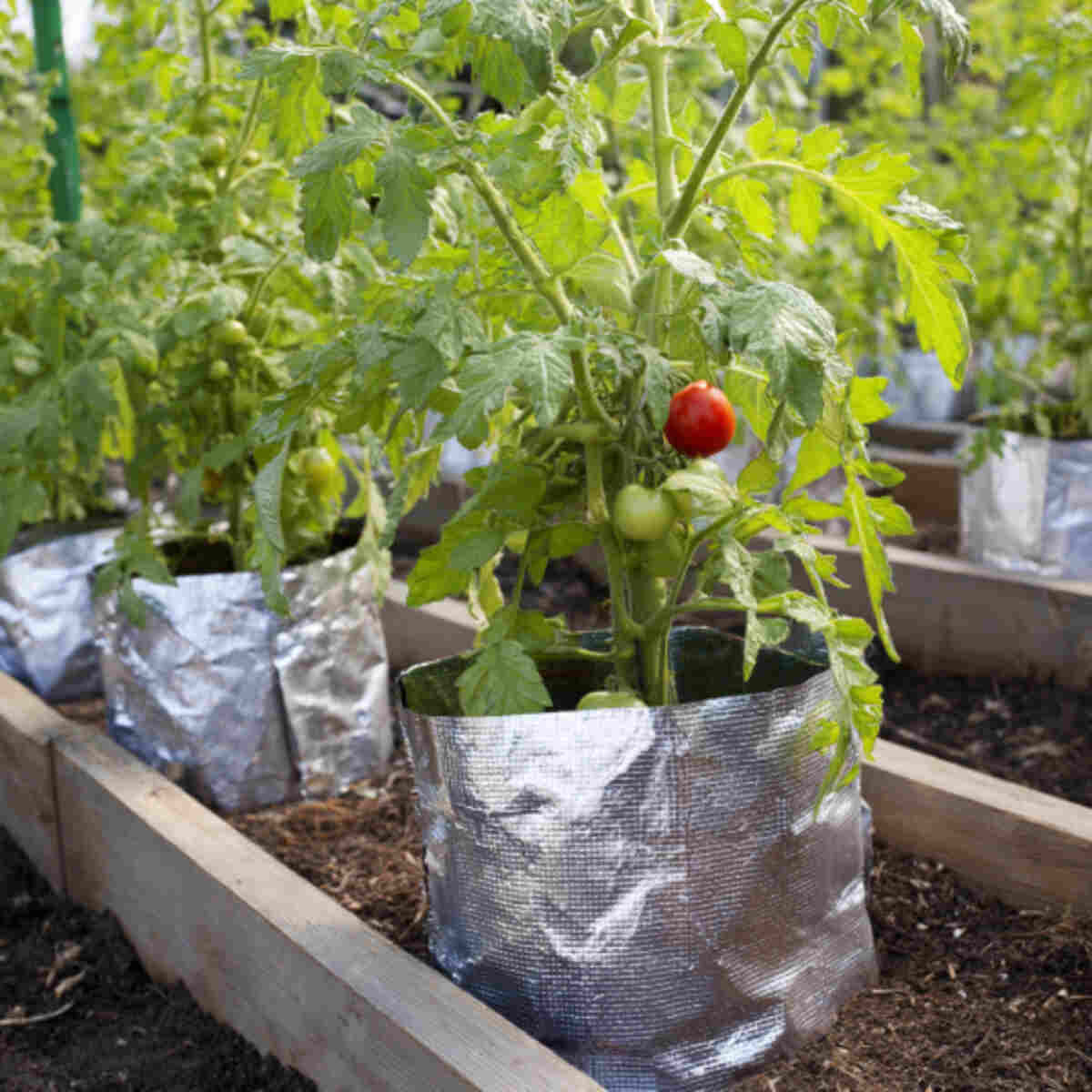 Tomato Plant Heat Boosters