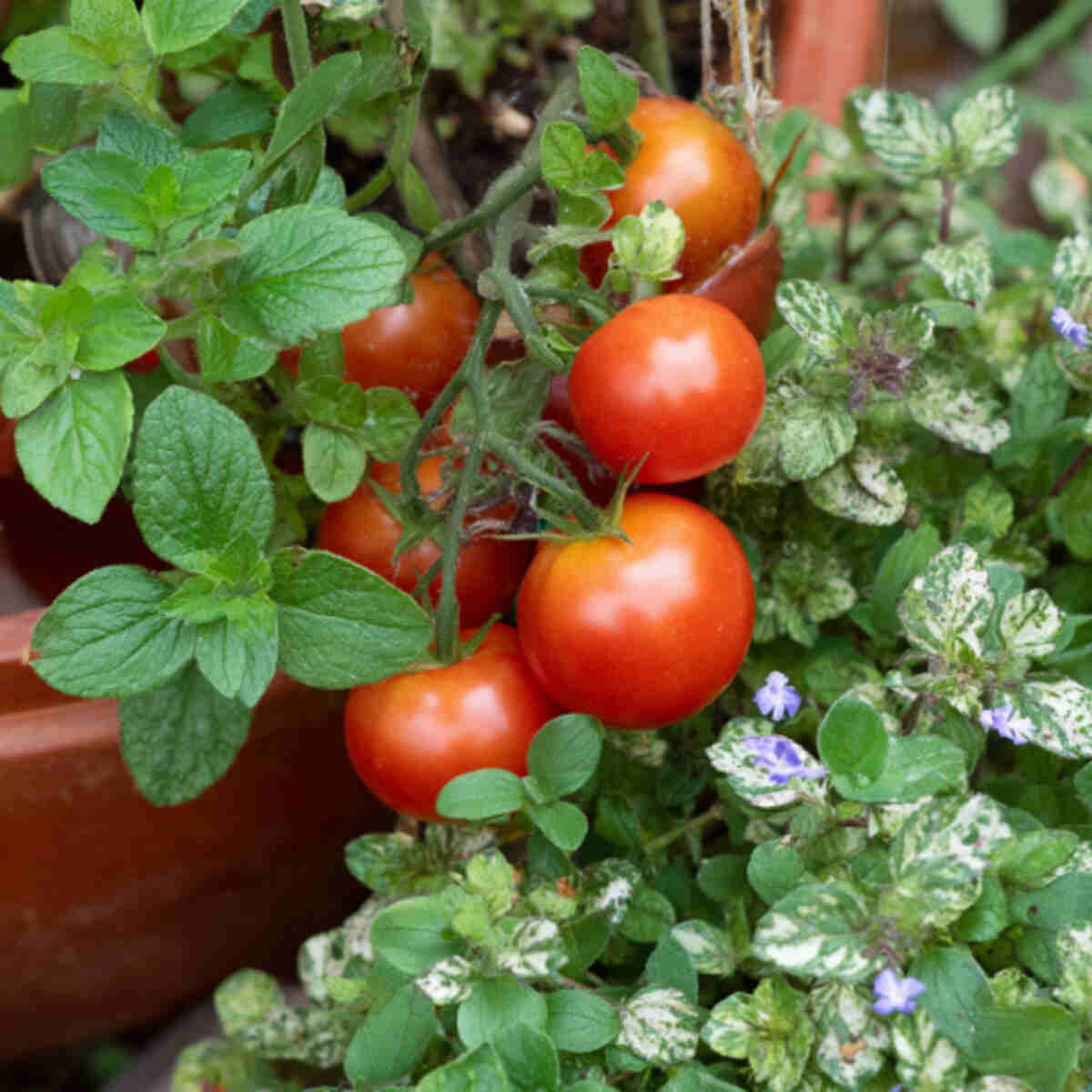 Trailing Tomato and Marjoram Mix