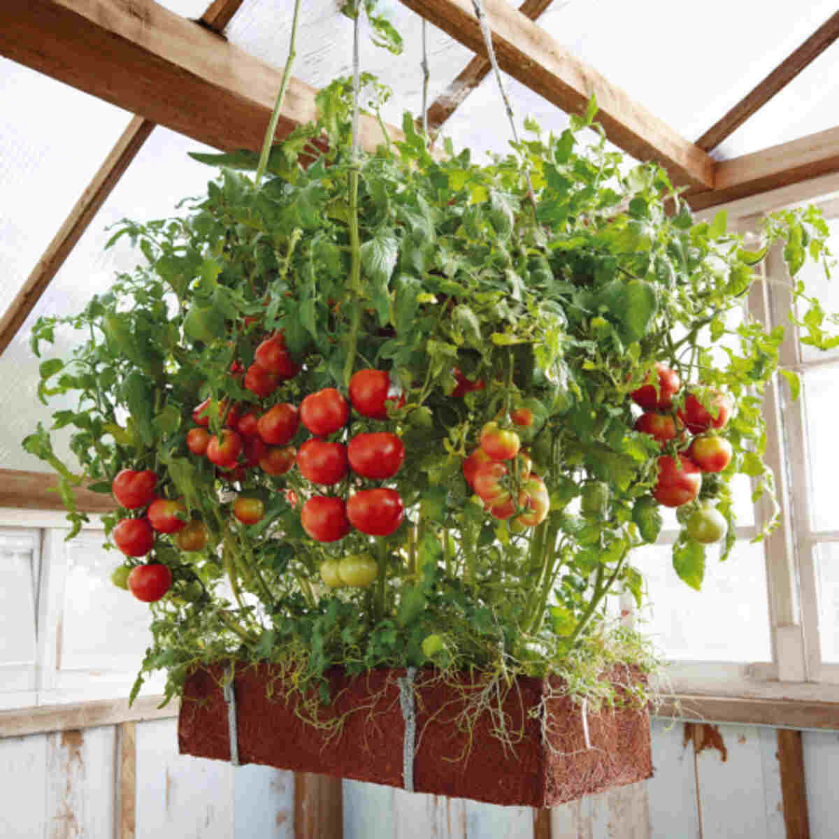 Upside-Down Tomato Hanging Grow Bag