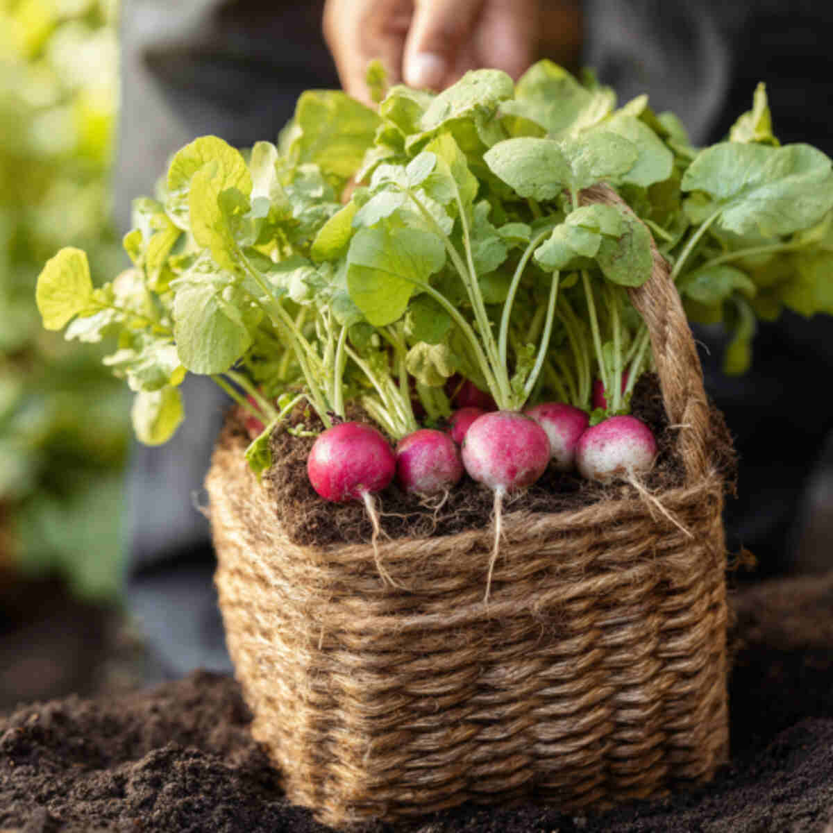Vertical Hanging Basket with Radishes