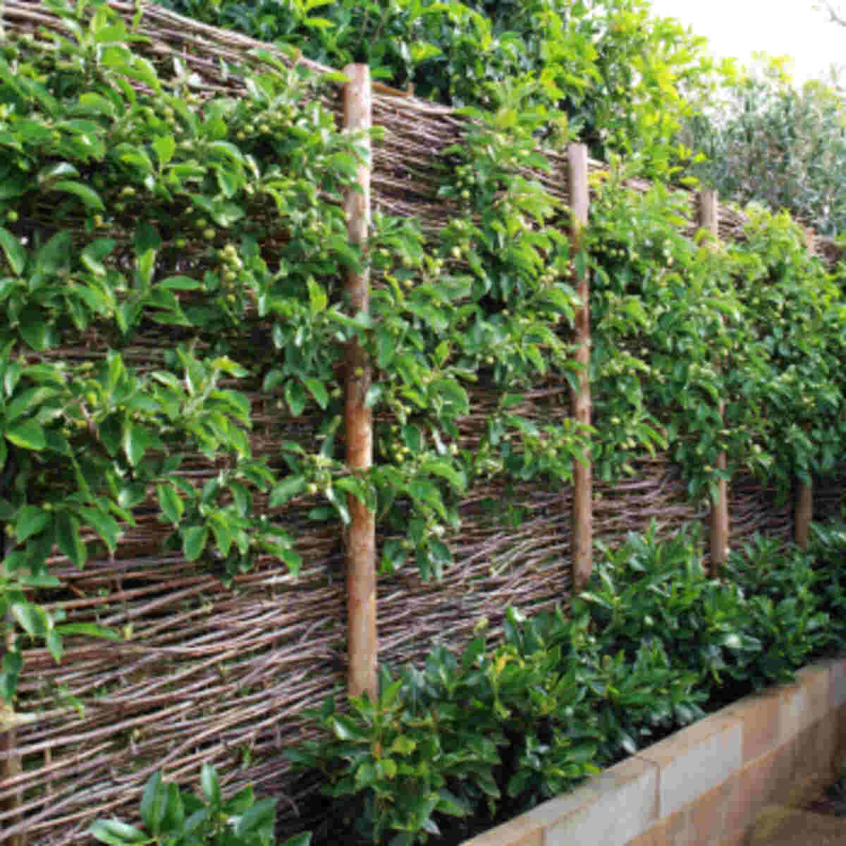 Vertical Orchard Wall Zone