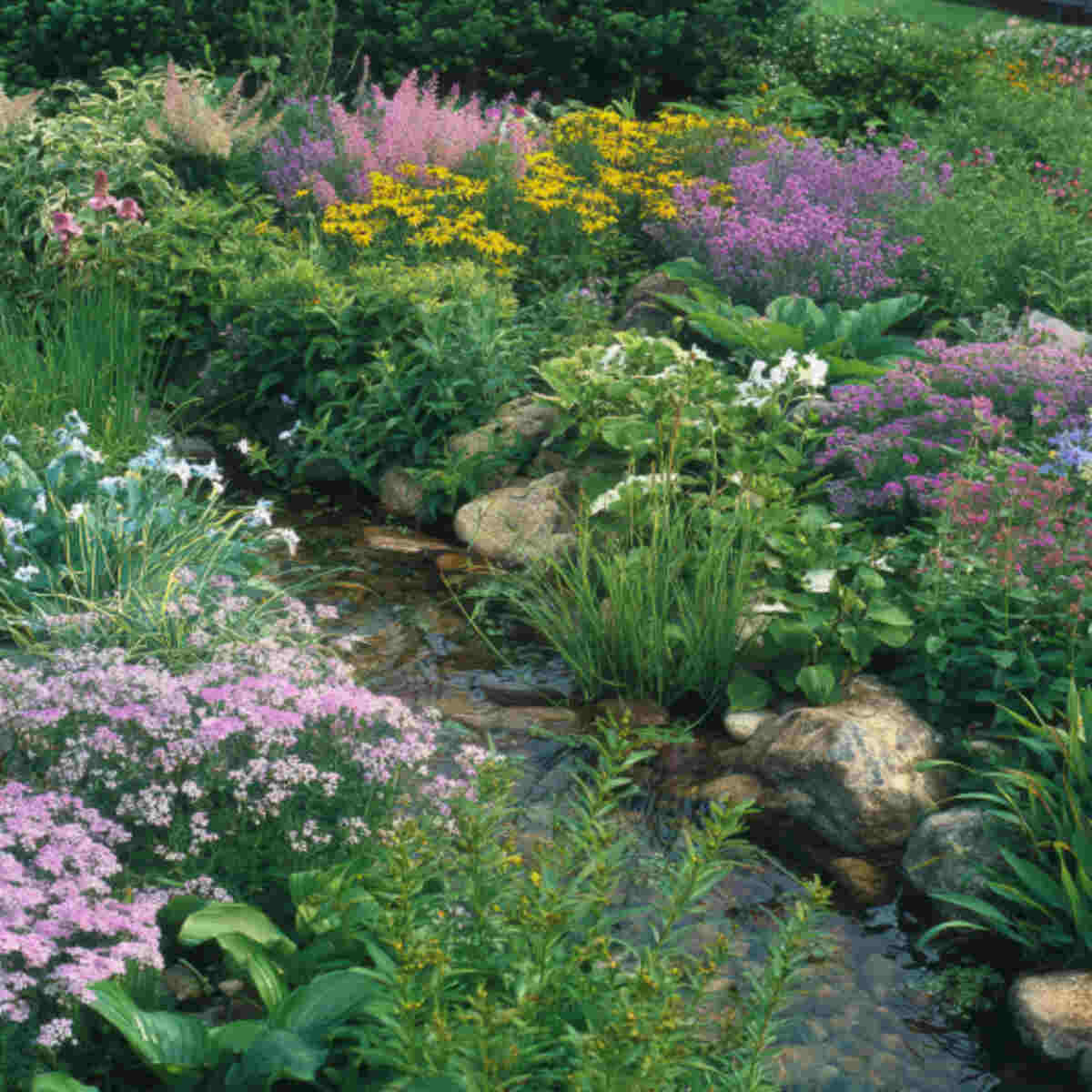 Water-Loving Rain Garden Plants