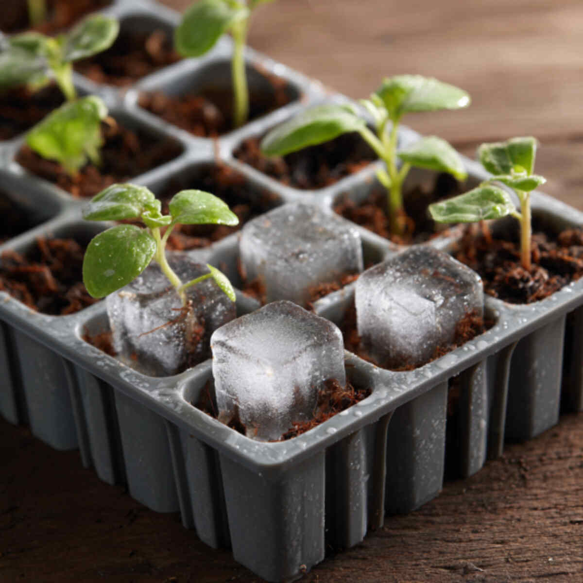 Water-Saving Ice Cube Starter System