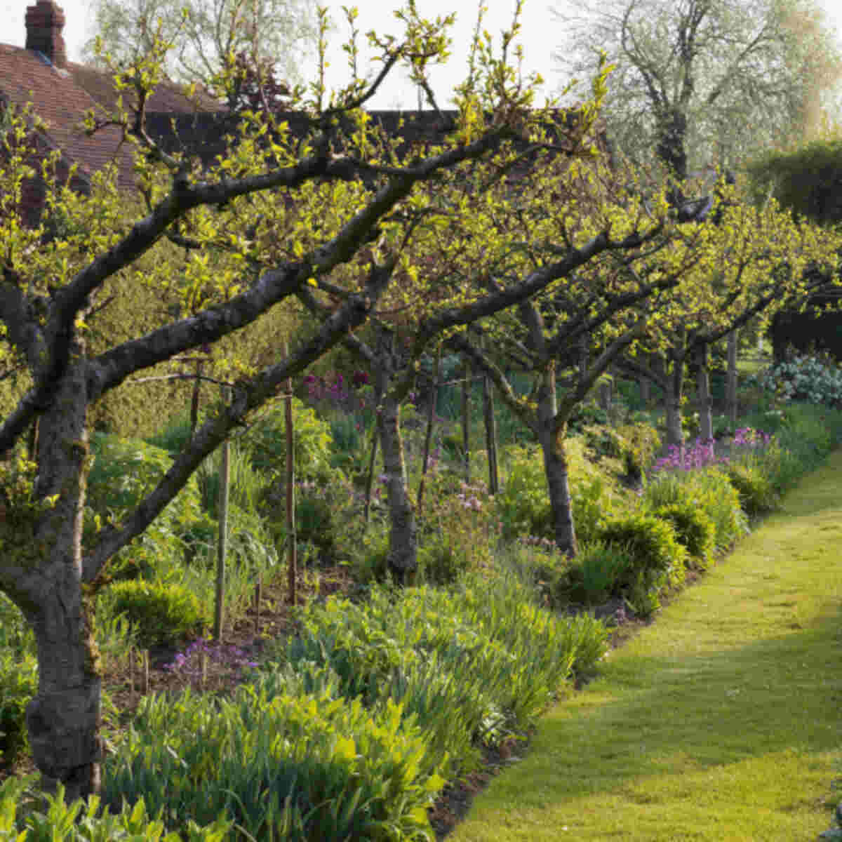 Wildlife-Friendly Orchard Edge
