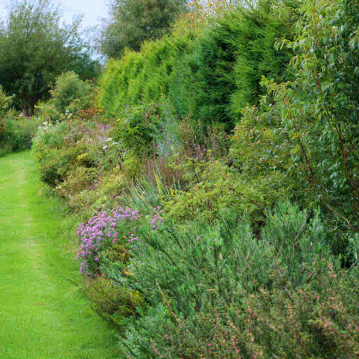 Windbreak Hedges Using Native Shrubs