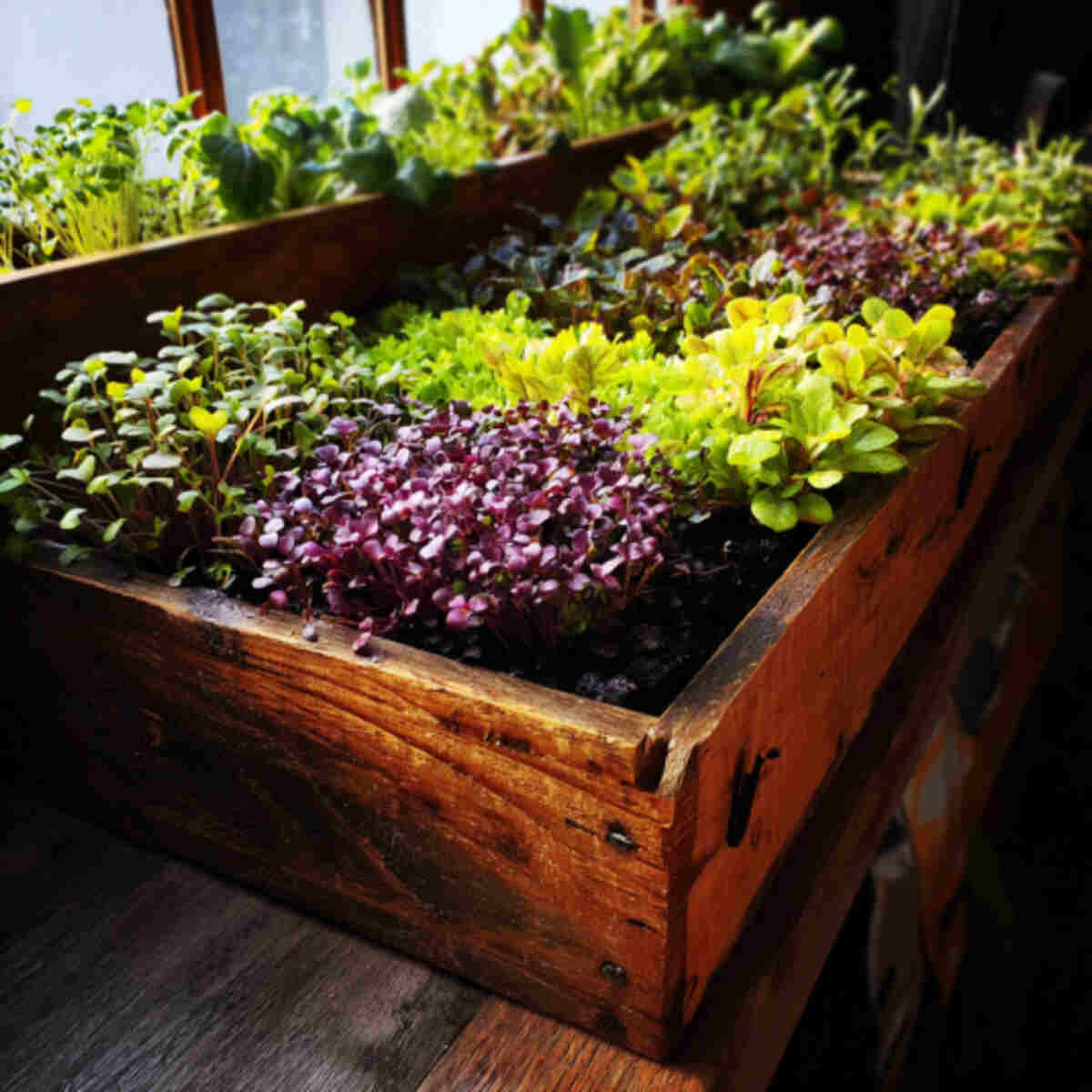 Window Box Microgreens Garden