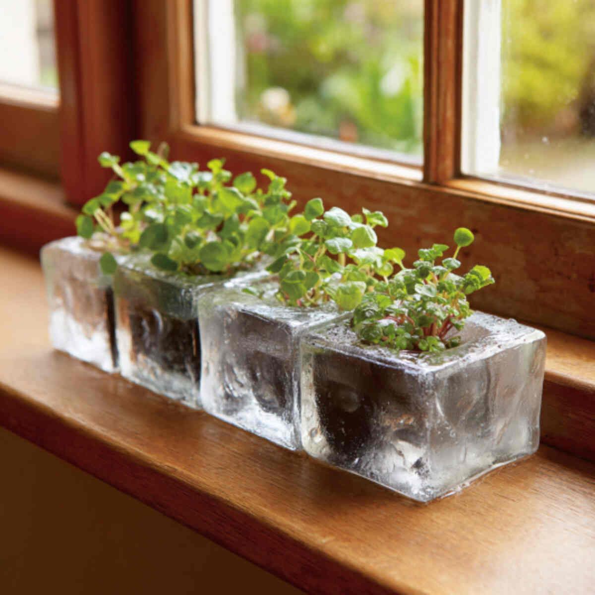 Window-Sill Ice Cube Garden