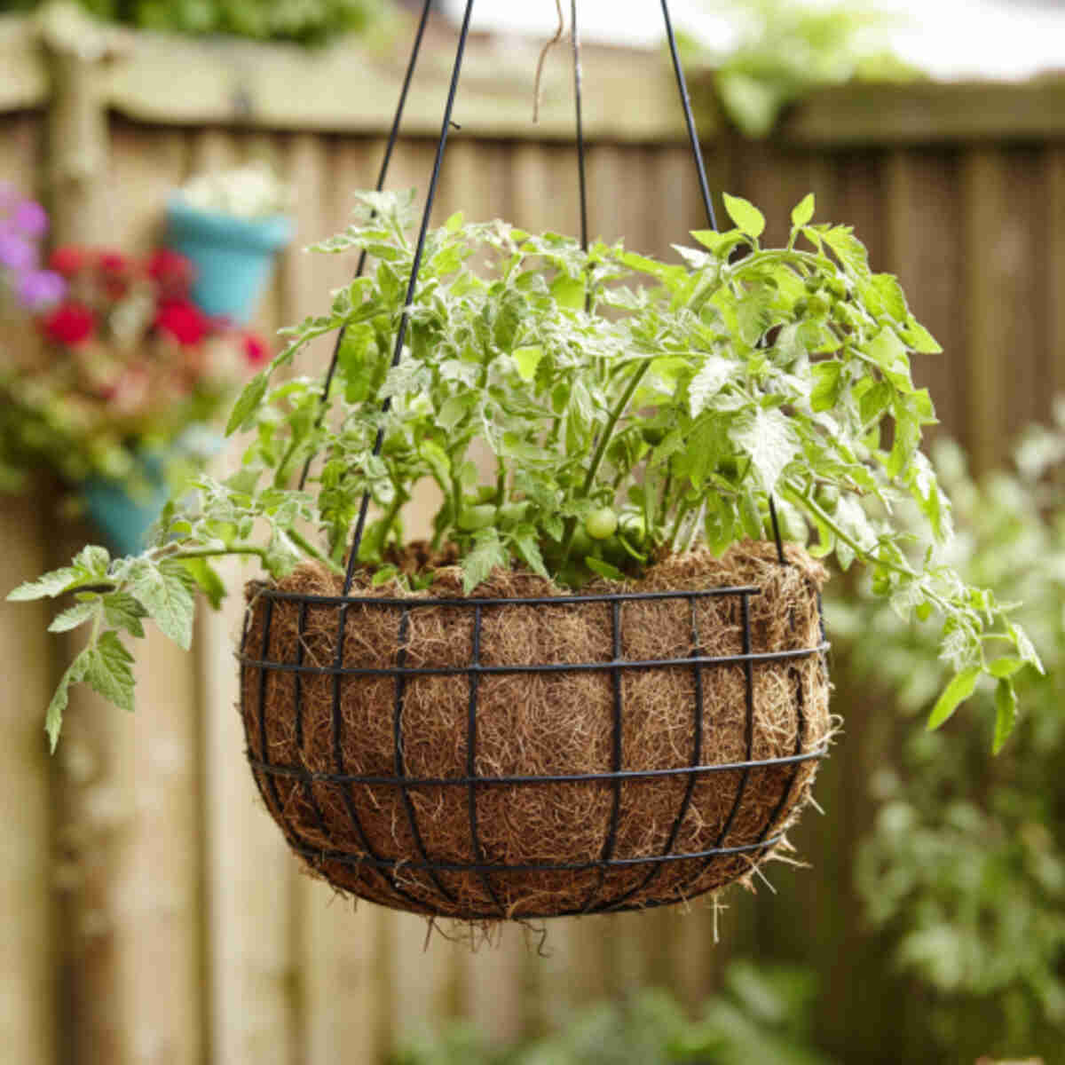 Wire Basket with Coconut Coir Liner