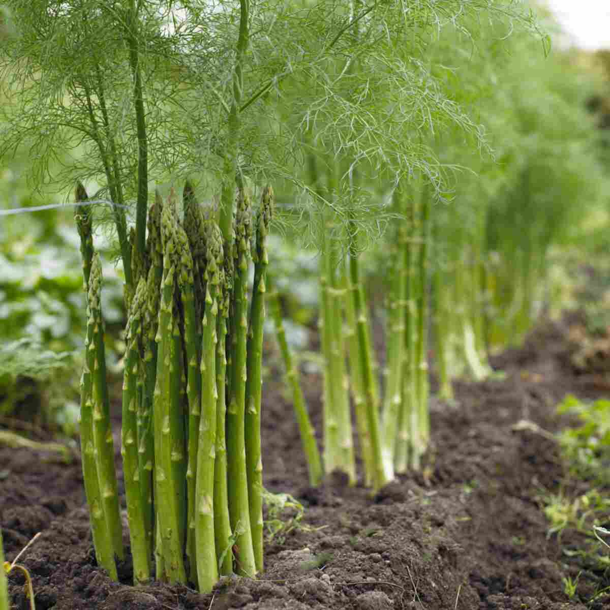 Asparagus