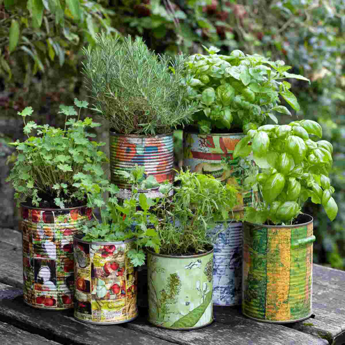 Herb Garden in Painted Tin Cans