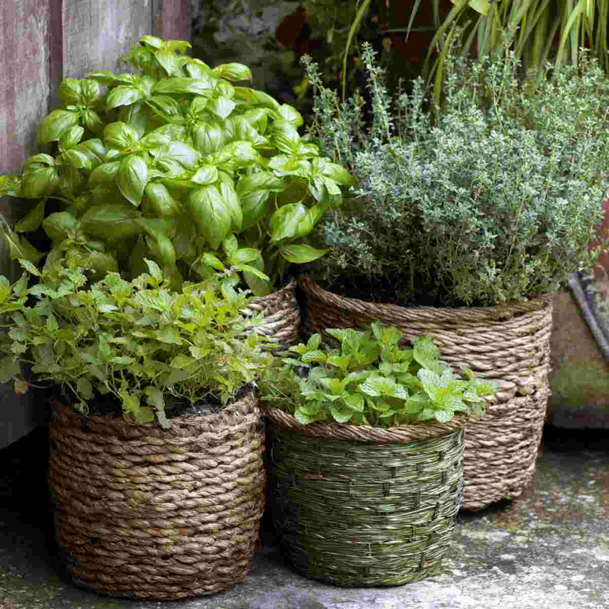 Herb Garden (Basil, Thyme, Mint)
