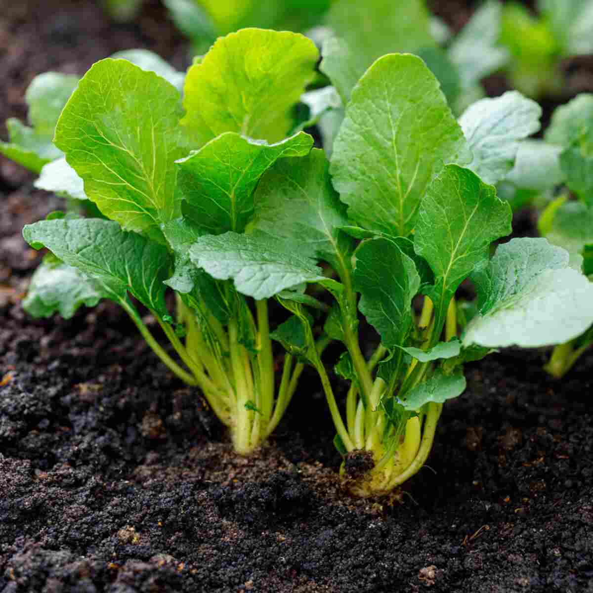 Radishes