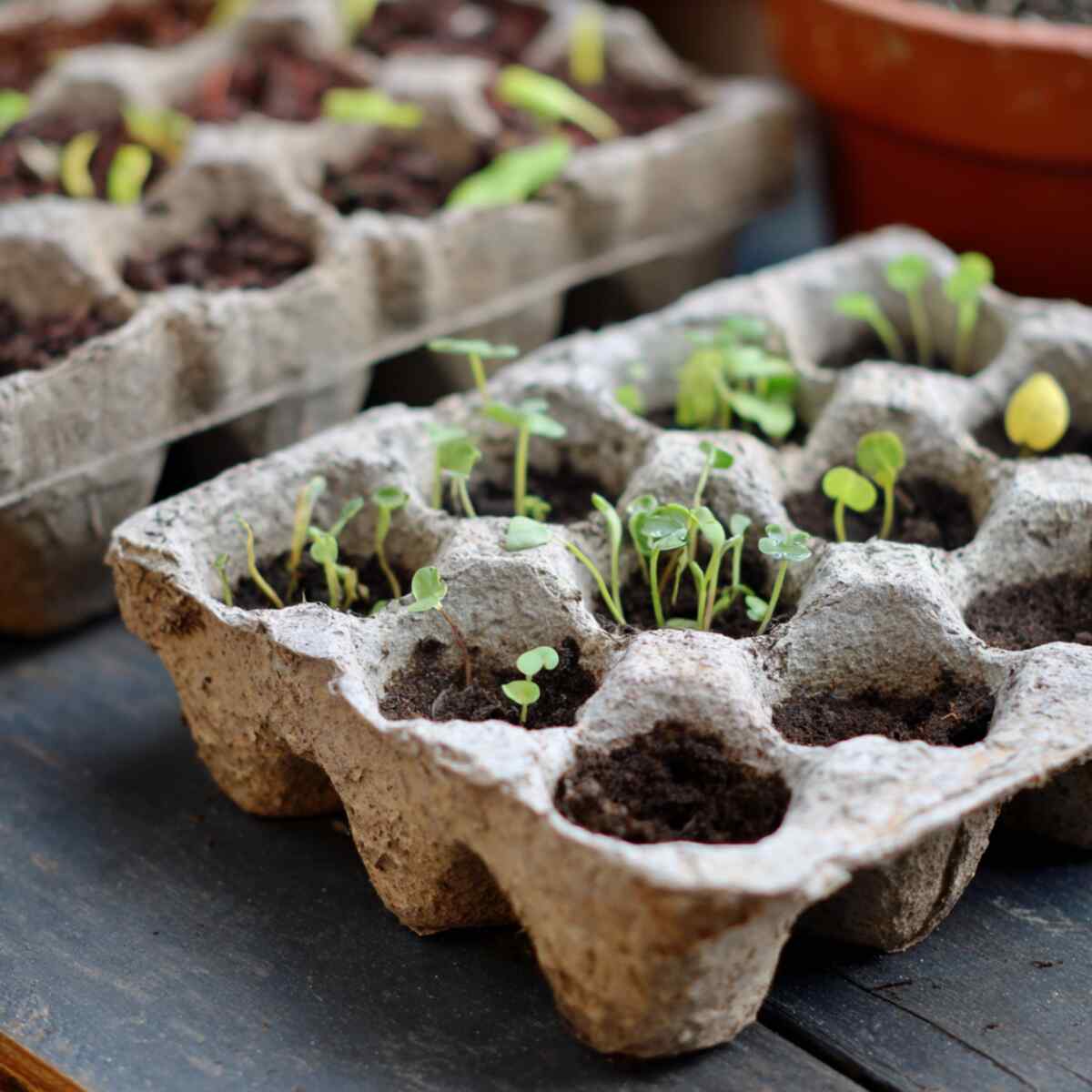 Reuse Egg Cartons as Seed Trays