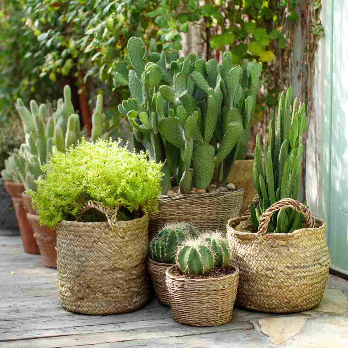 Cactus Collection