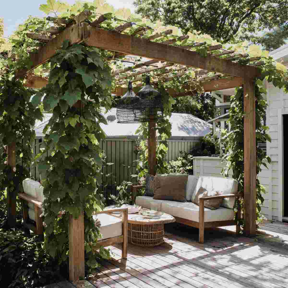 Freestanding Pergola with Kiwi Vines
