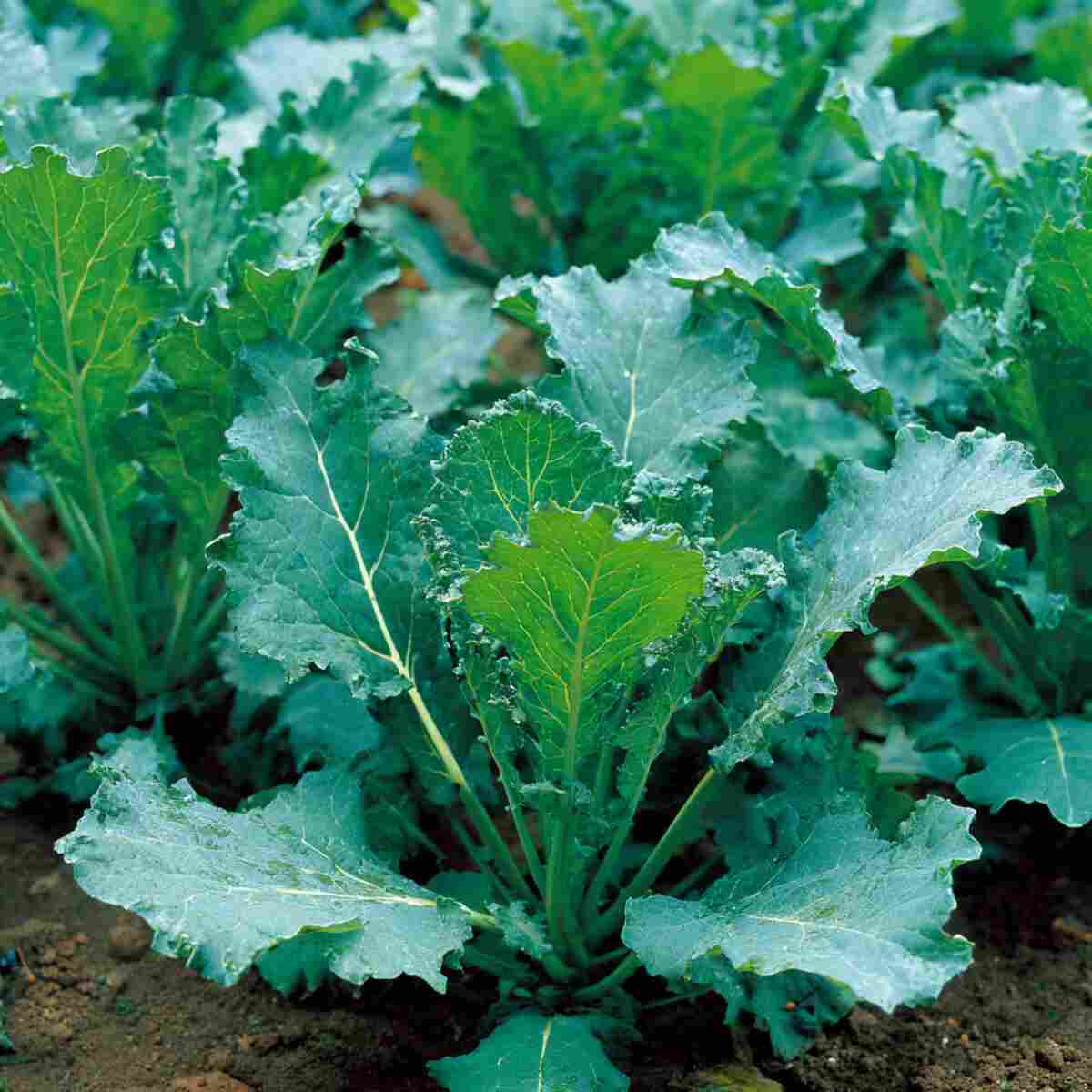 Kale
