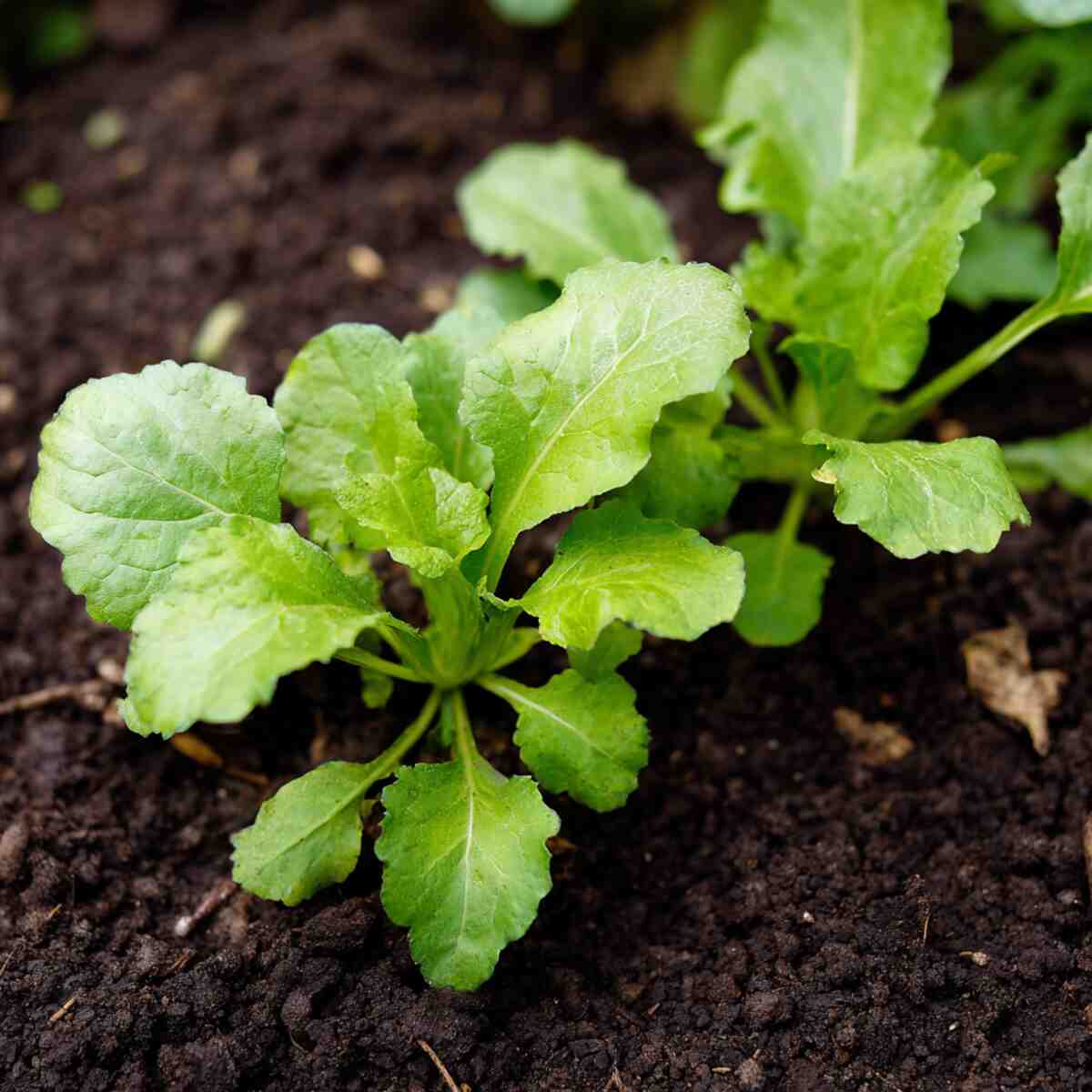 Turnip Greens