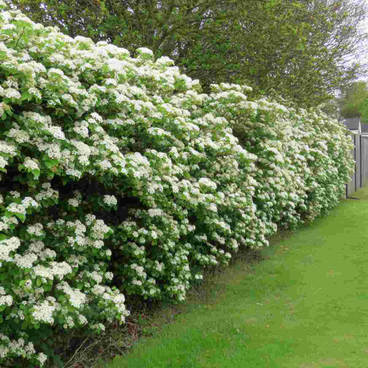 Viburnum Hedges