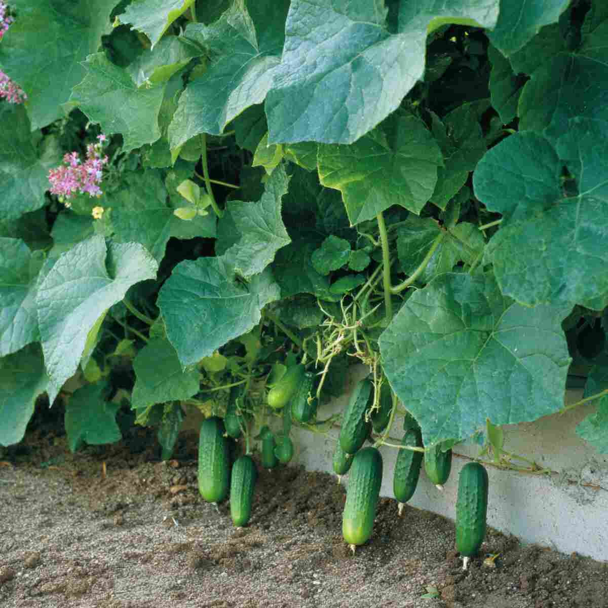 Cucumber and Melon Fertilizing Blend
