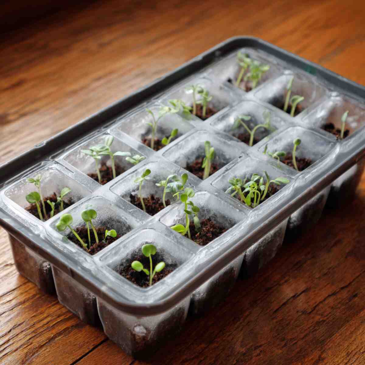 Grow Seeds in Ice Cube Trays

