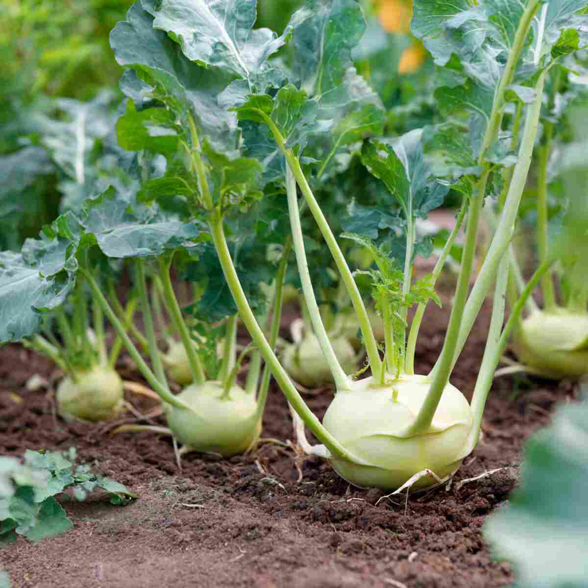 Kohlrabi