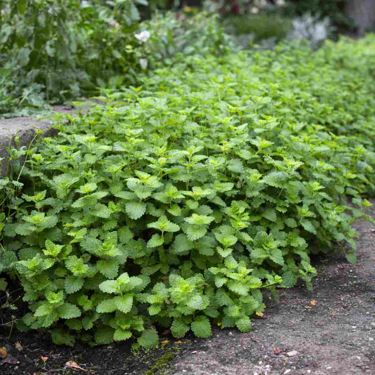 Lemon Balm