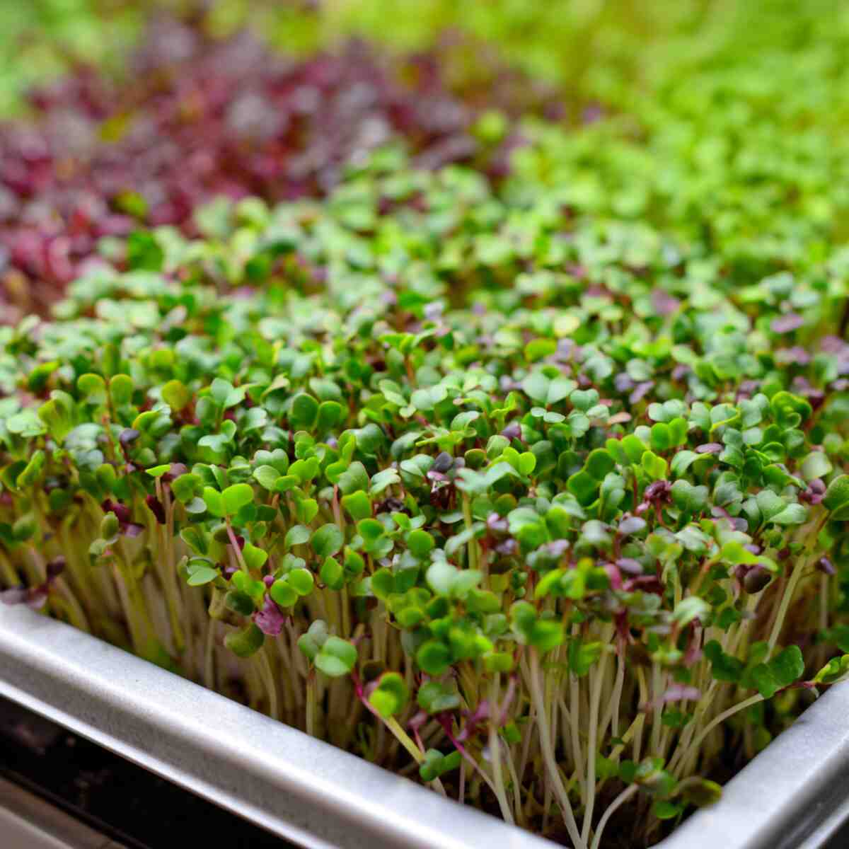Microgreens
