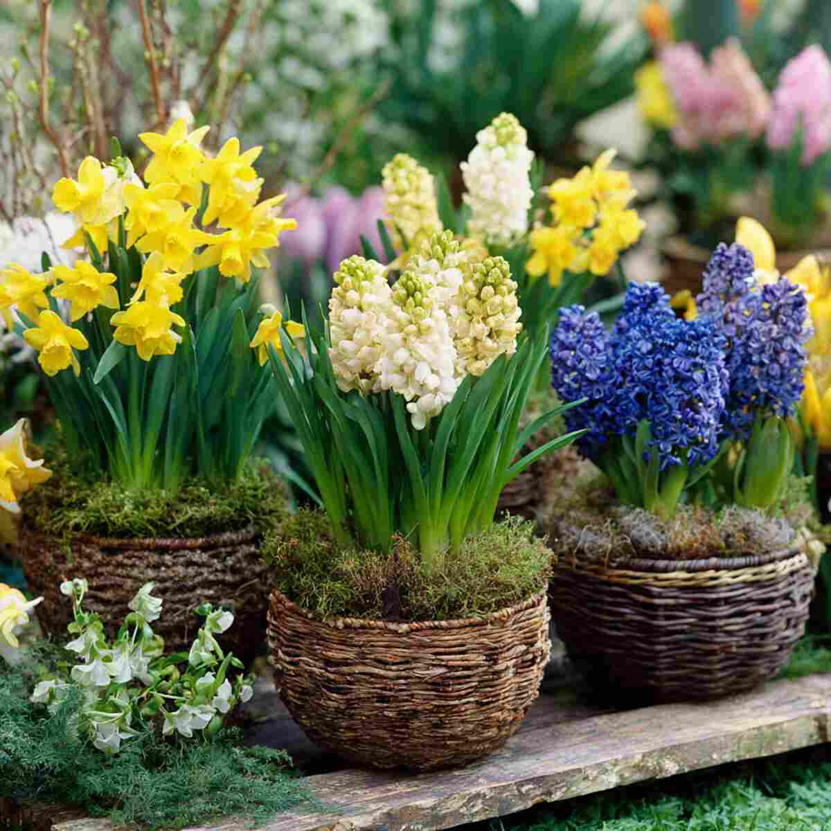 Seasonal Bulbs (Tulips, Daffodils, Hyacinths)