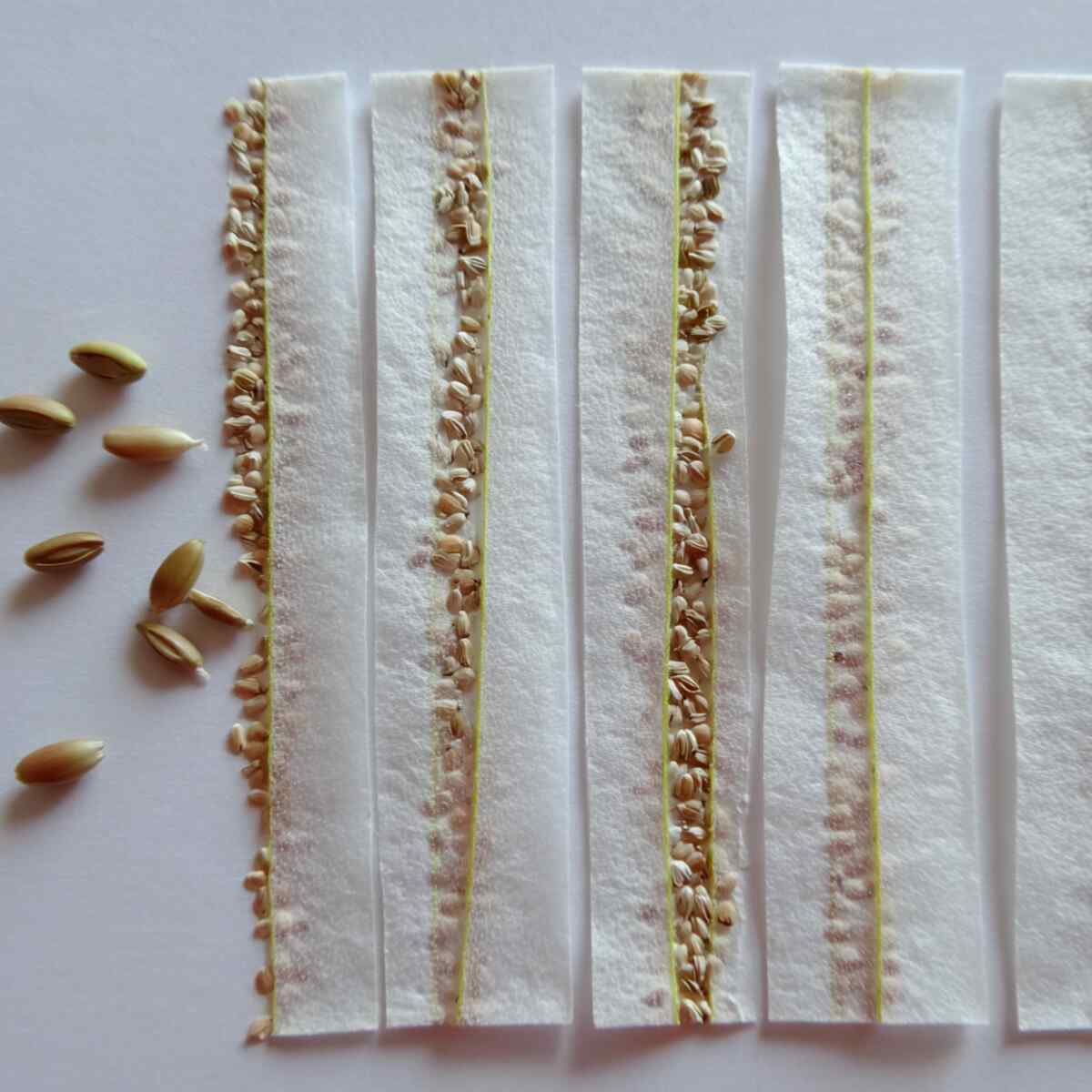 Cornstarch Paste Seed Tape