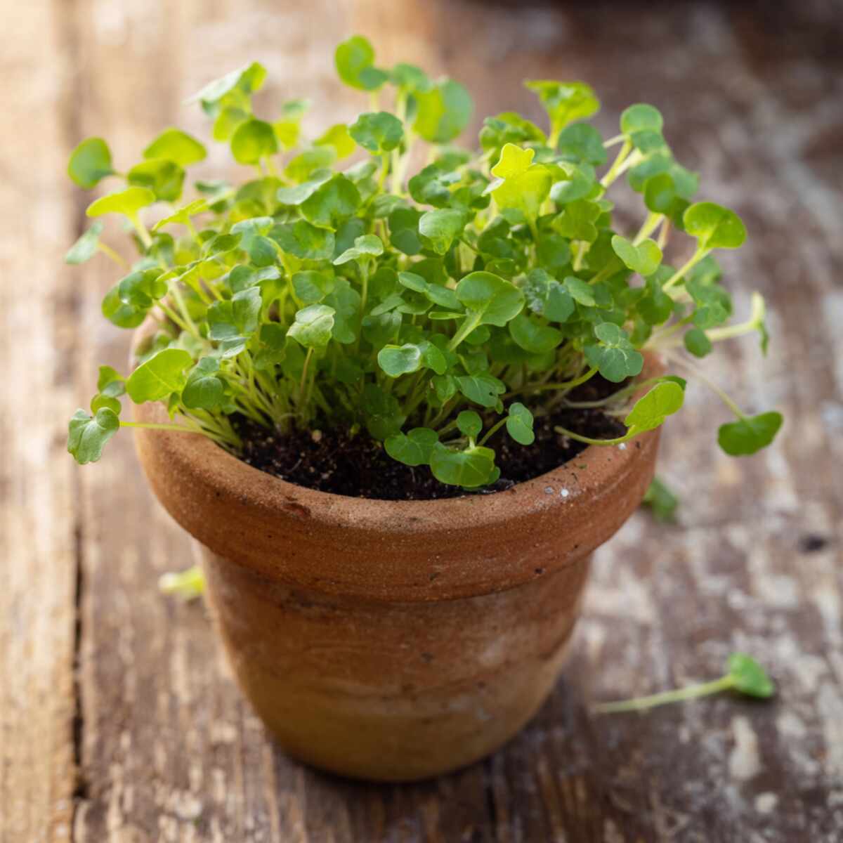 Cress