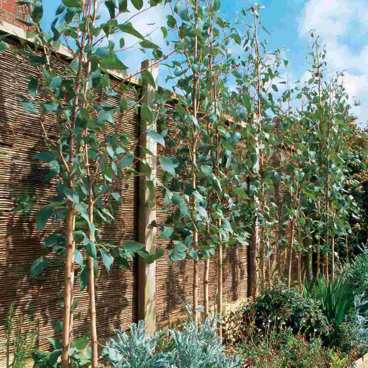 Eucalyptus Windbreaks