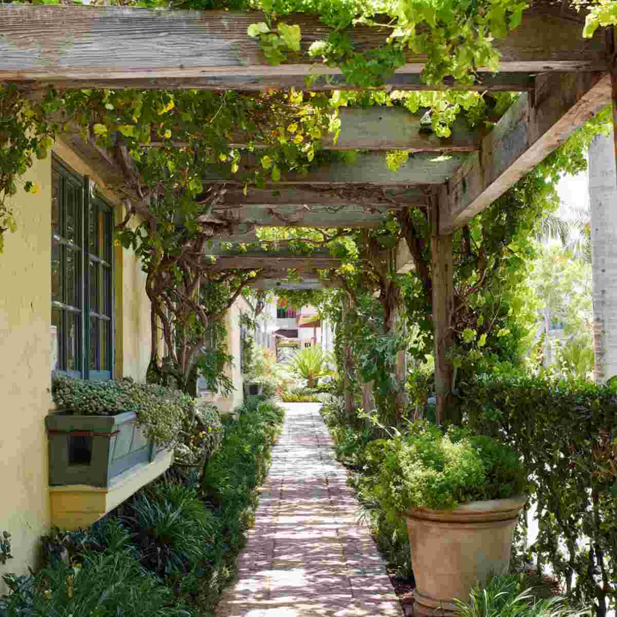 Narrow Walkway Pergola with Trumpet Vines