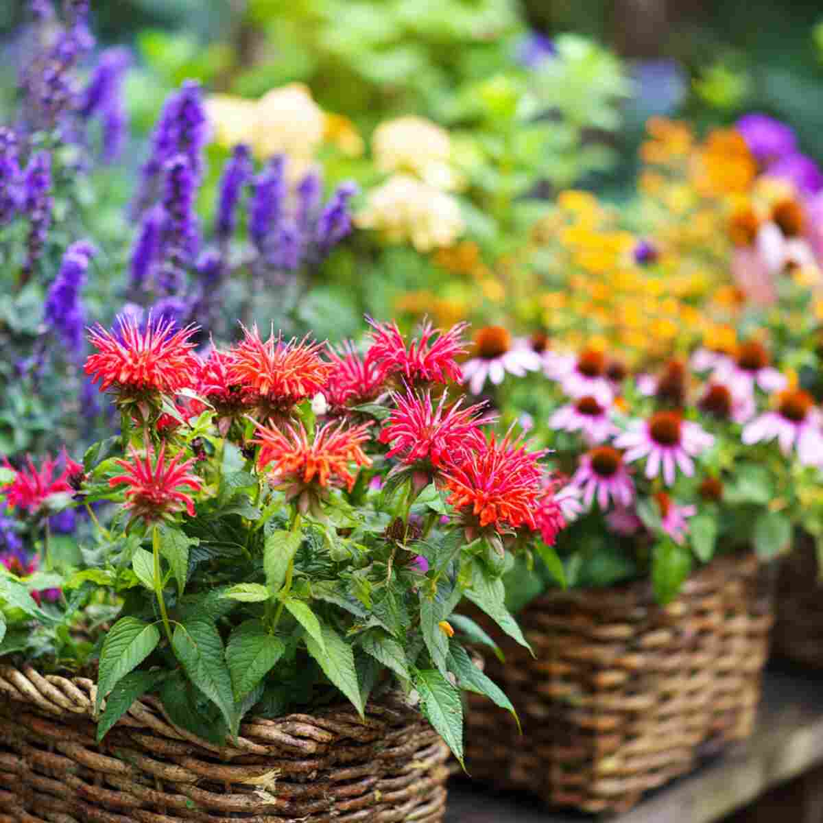 Pollinator-Friendly Plants (Bee Balm, Salvia, Echinacea)