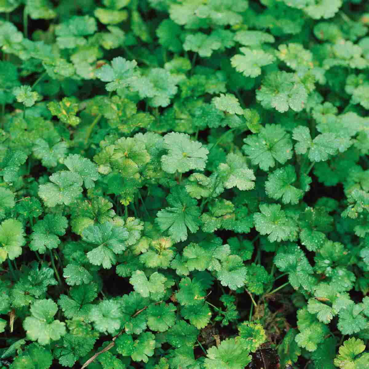 Salad Burnet