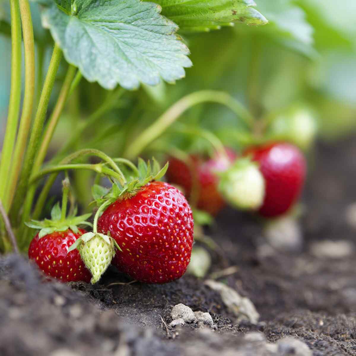 Strawberry-Specific Nutrient Formulation