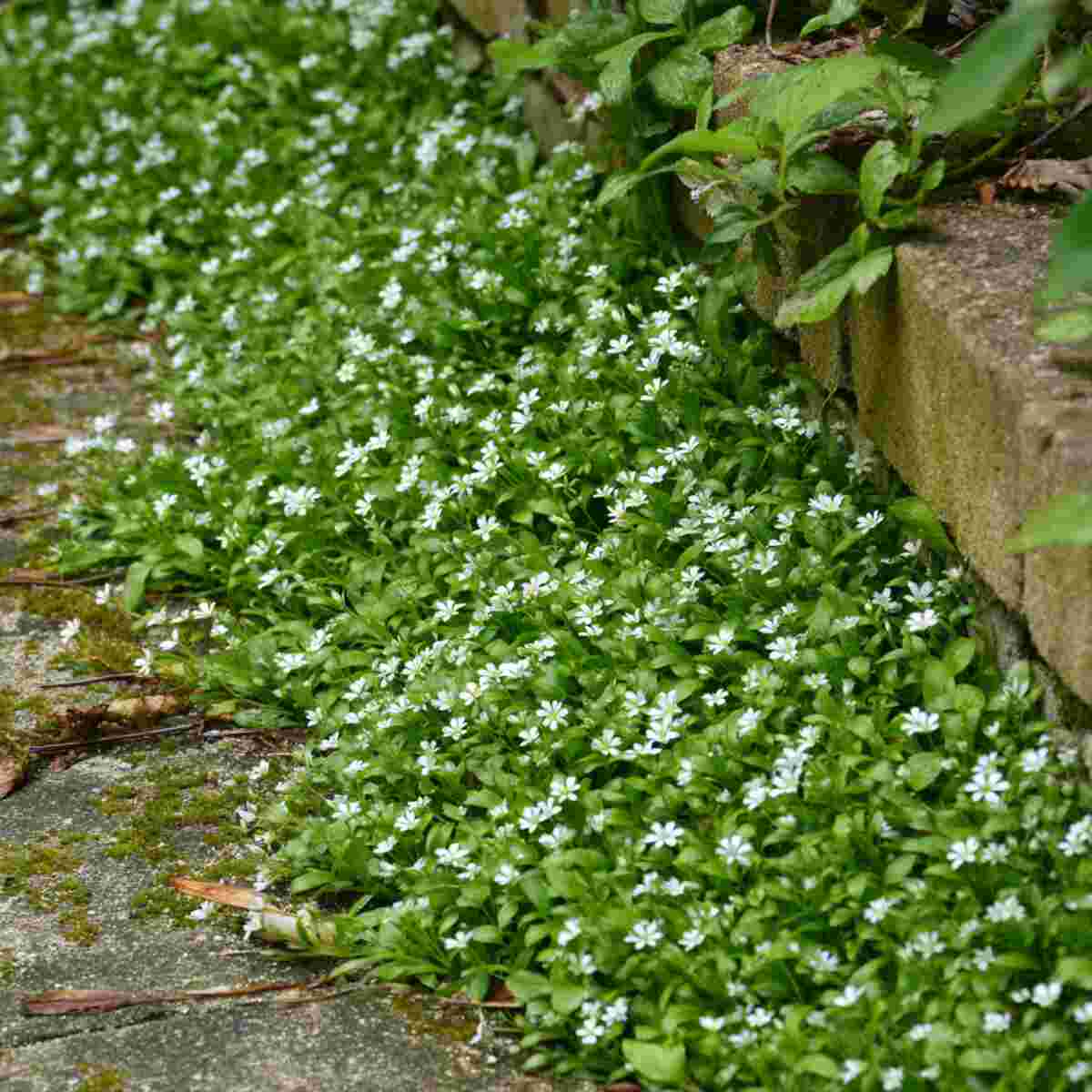 Chickweed