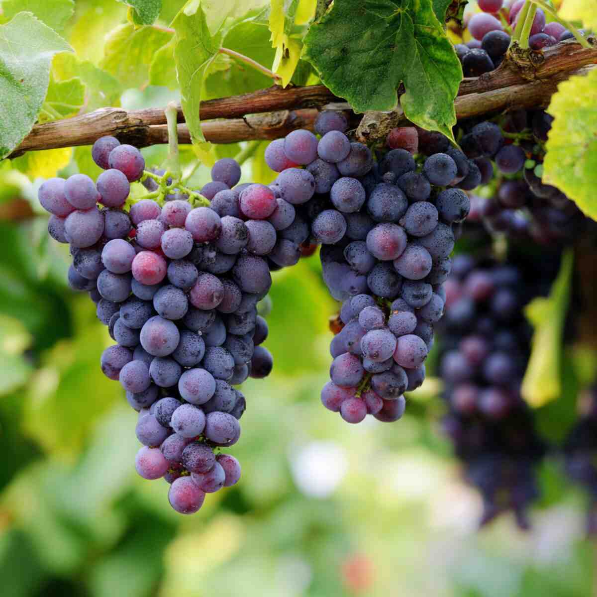 Grape Vine Fertilizer Enhancer
