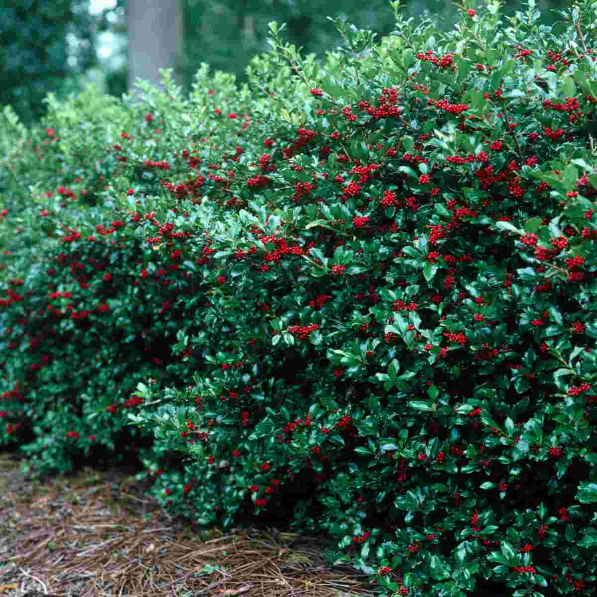 Holly Bushes