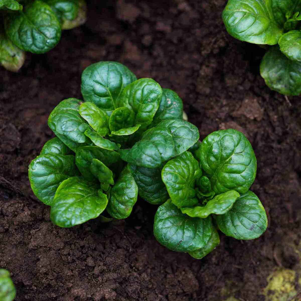 Tatsoi