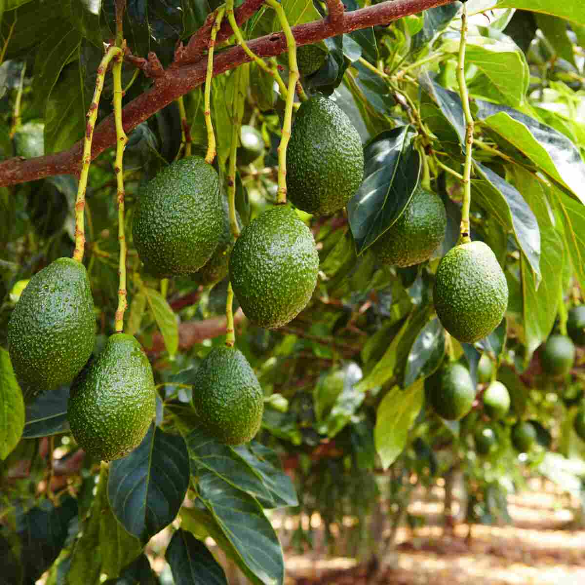 Avocado Tree Nutrient Booster