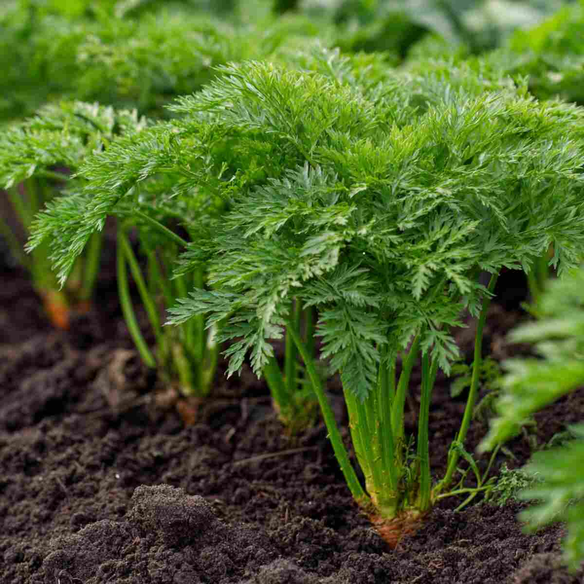 Baby Carrots