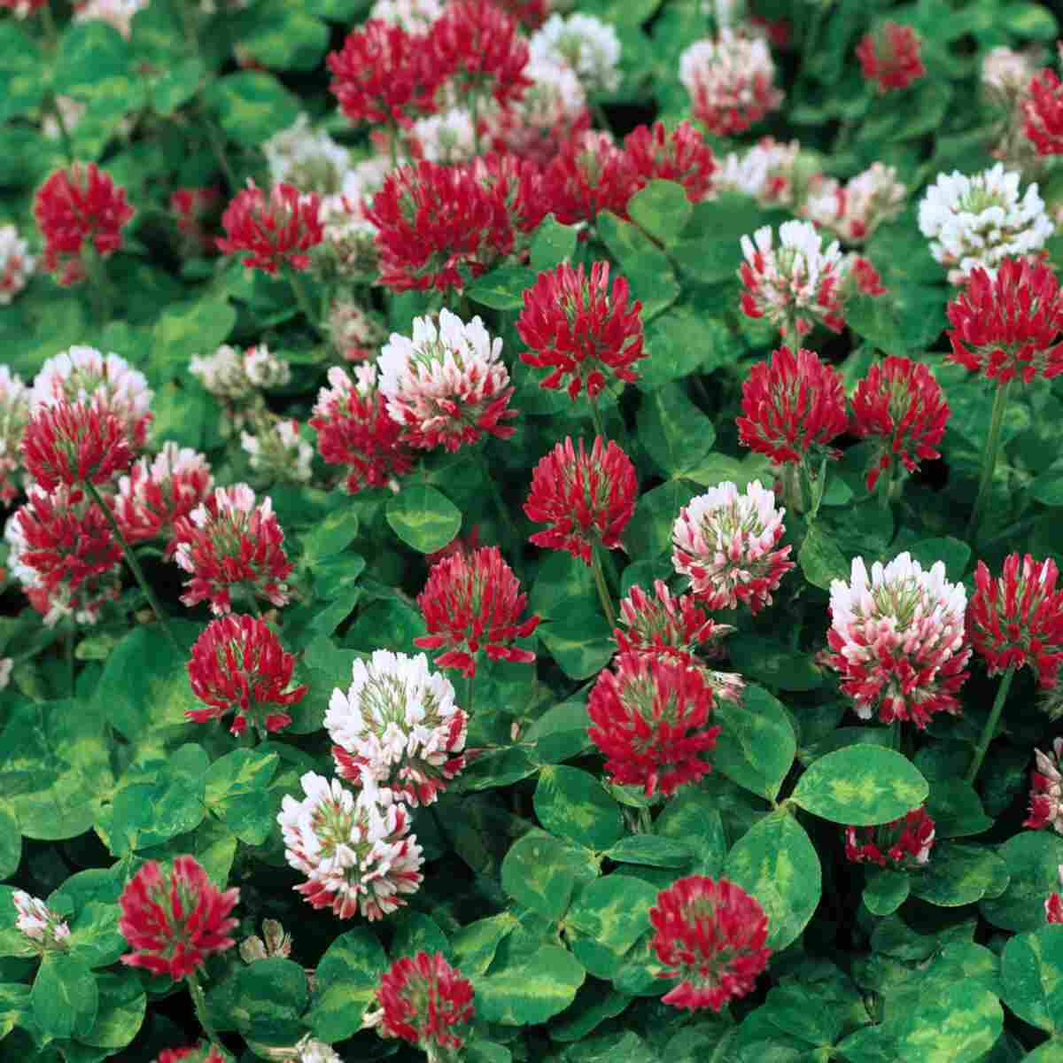 Clover (Red & White)