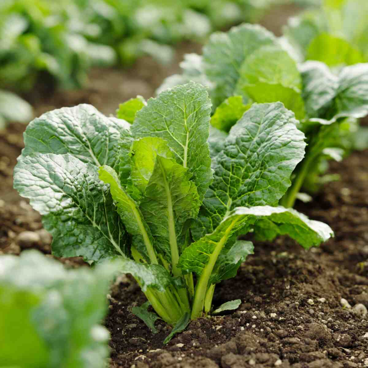 Mustard Greens