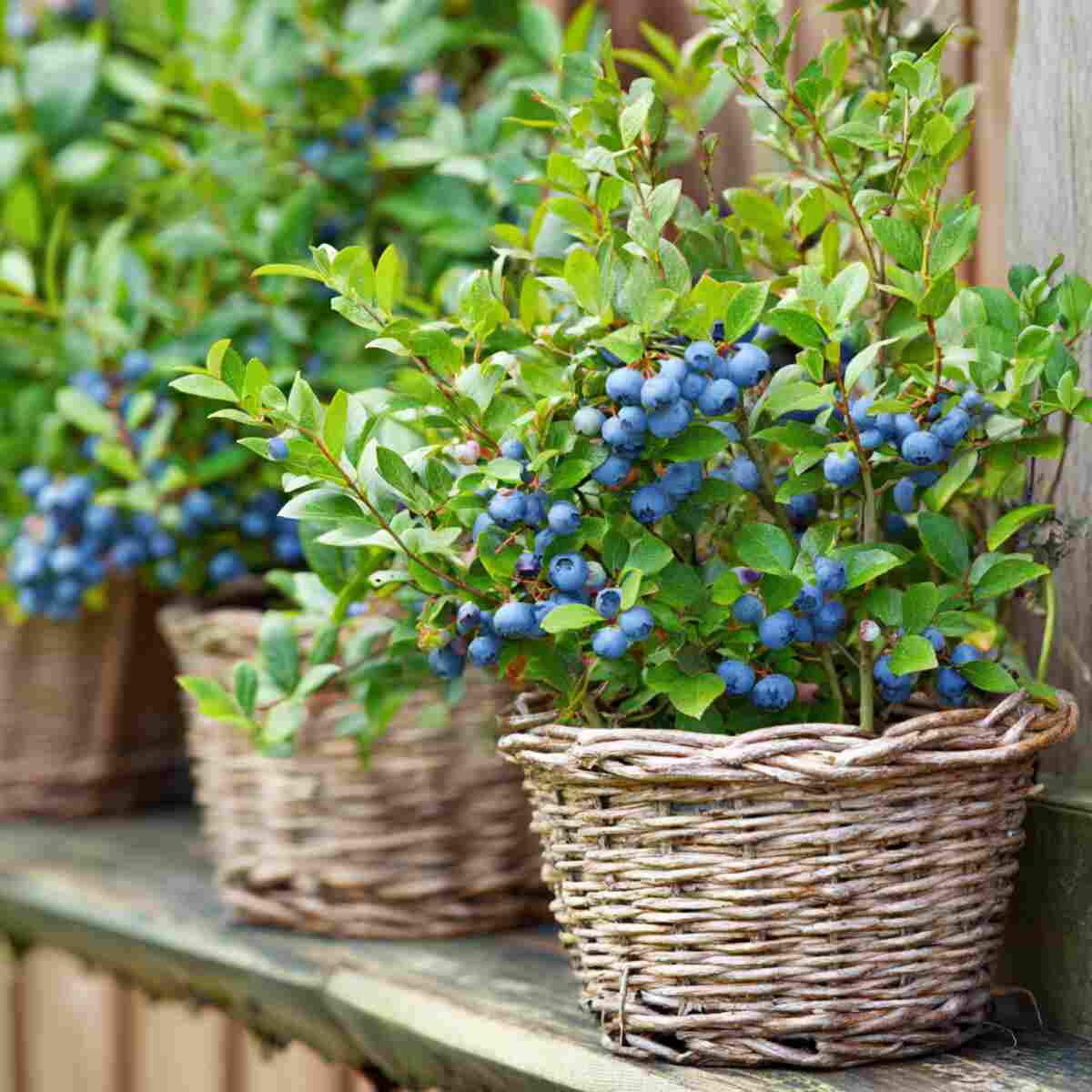 Small Fruit Plants (Blueberries, Dwarf Tomatoes)
