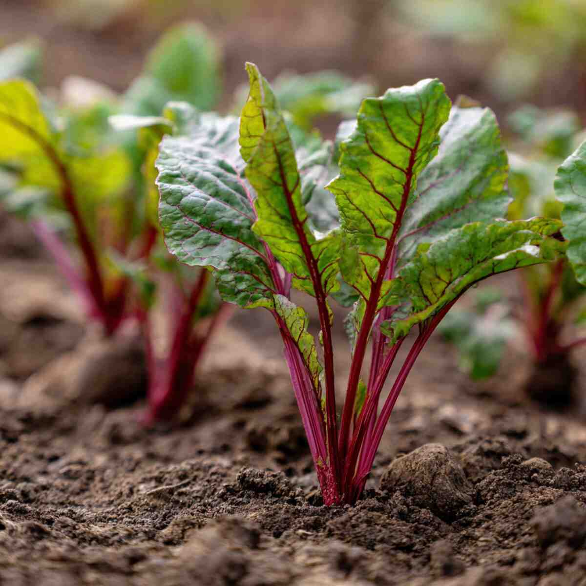 Beets (For Greens or Baby Beets)