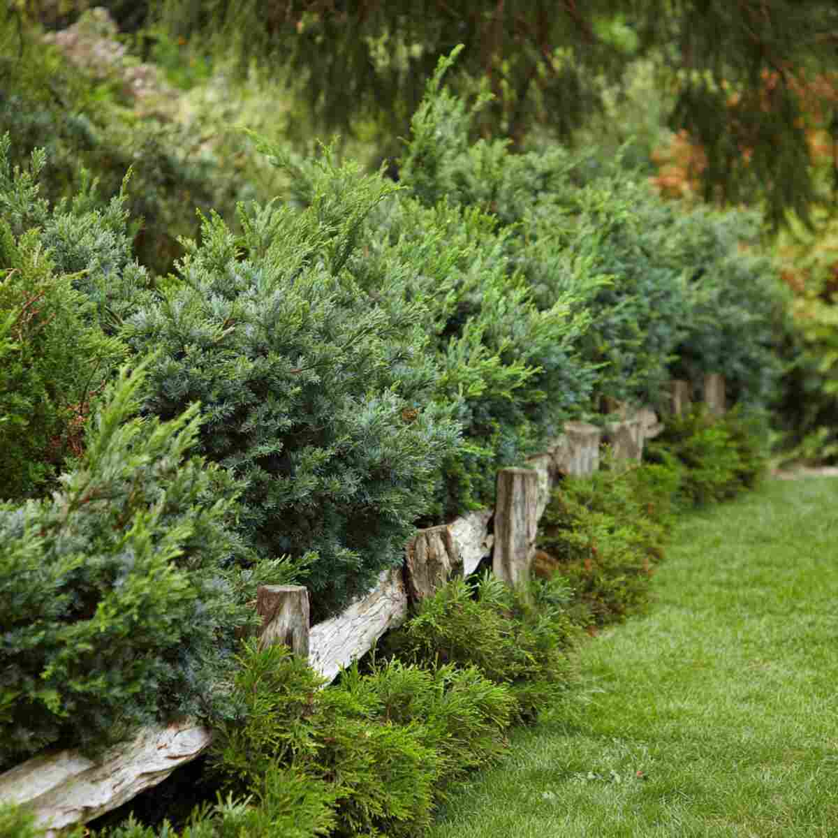 Juniper Plantings