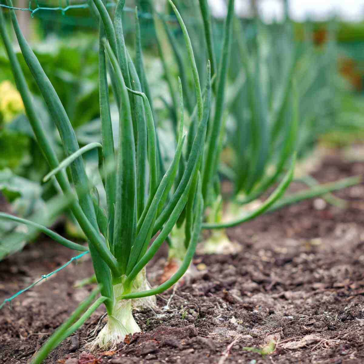 Onions