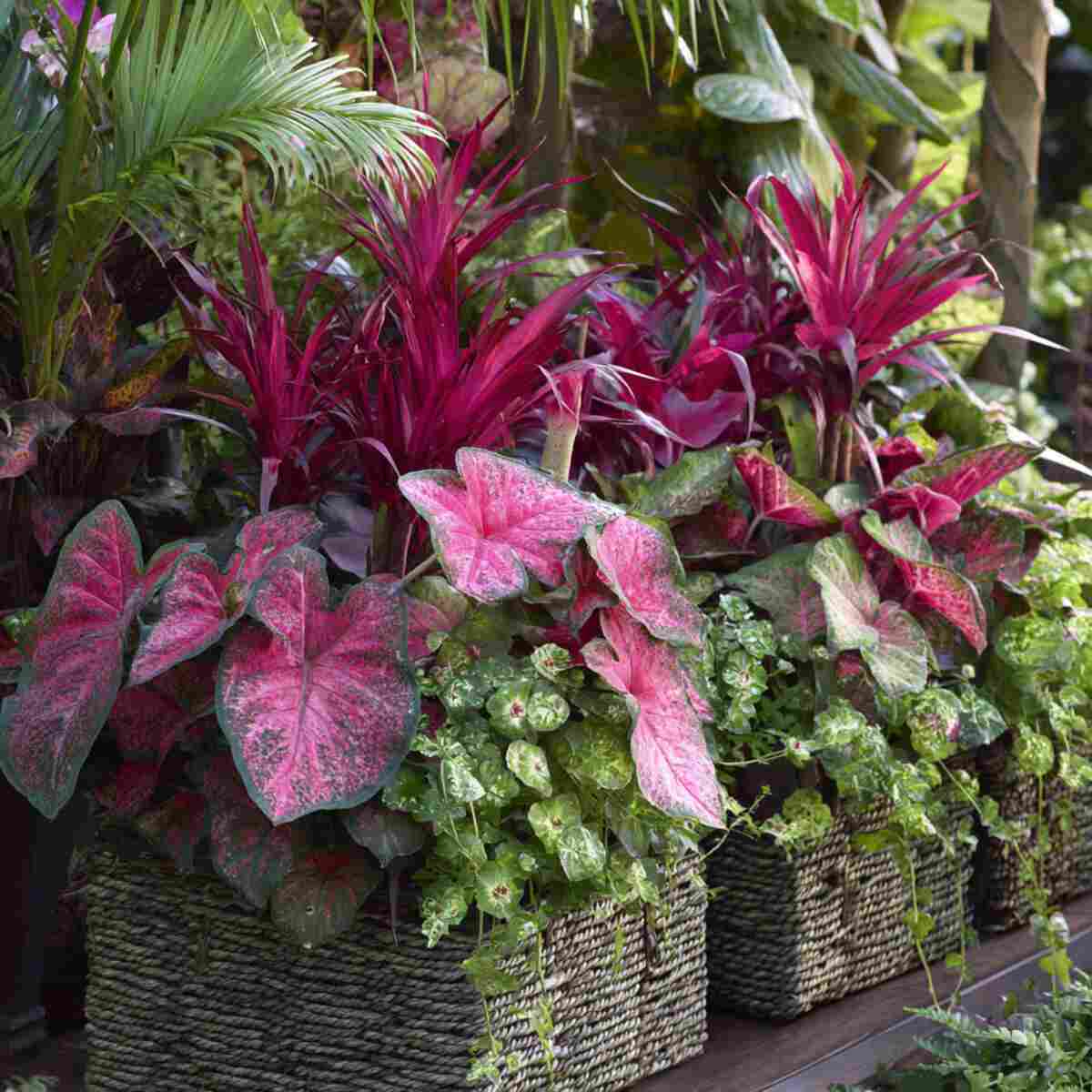 Tropical Plant Mix (Caladium, Coleus, Bromeliads)
