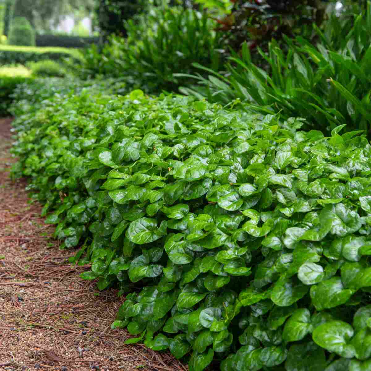 Malabar Spinach (Warm Climates)