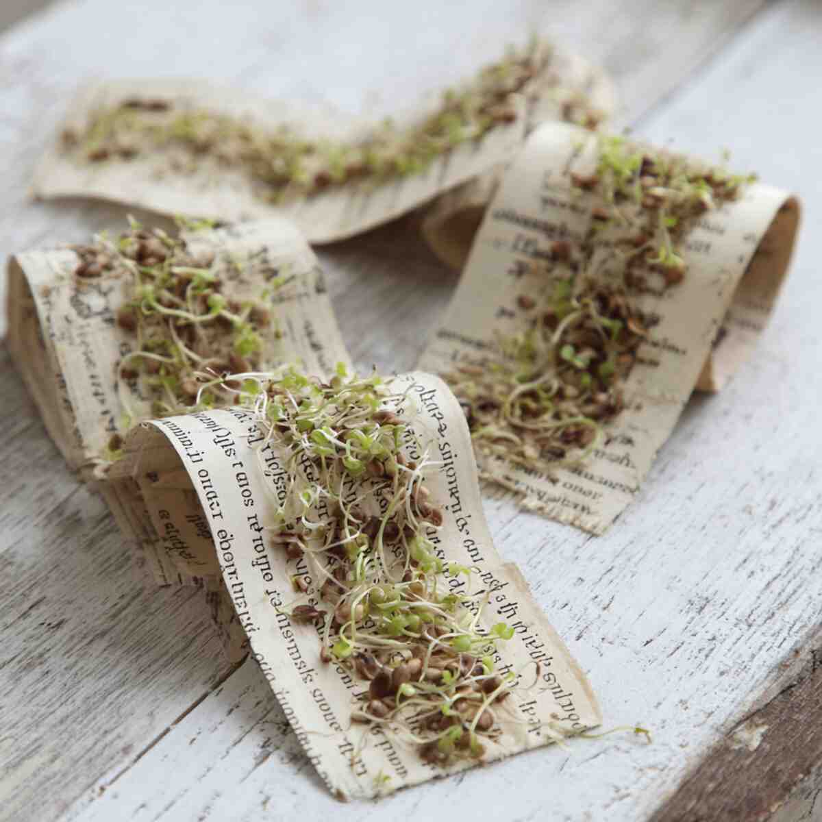 Seed Tape Using Old Book Pages